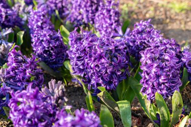 Saint Gallen, İsviçre, 24 Mart 2024 Hyacinthus Orientalis botanik bahçesindeki çiçekler