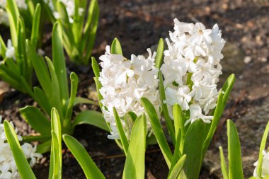 Saint Gallen, İsviçre, 24 Mart 2024 Hyacinthus Orientalis botanik bahçesindeki çiçekler
