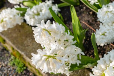 Saint Gallen, İsviçre, 24 Mart 2024 Hyacinthus Orientalis botanik bahçesindeki çiçekler