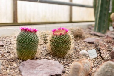 Saint Gallen, İsviçre, 24 Mart 2024 Mammillaria Spinosissima veya botanik bahçesindeki dikenli pinkushion kaktüsü