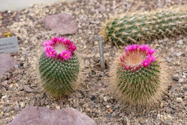 Saint Gallen, İsviçre, 24 Mart 2024 Mammillaria Spinosissima veya botanik bahçesindeki dikenli pinkushion kaktüsü