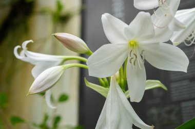 Saint Gallen, İsviçre, 24 Mart 2024 Crinum X Powellii çiçeği botanik bahçesinde