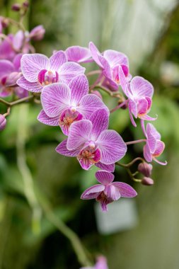 Saint Gallen, İsviçre, 24 Mart 2024 Botanik Bahçesindeki Phalaenopsis çiçekleri