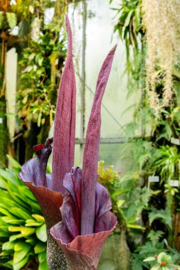 Saint Gallen, İsviçre, 24 Mart 2024 Amorphophallus Rivieri veya botanik bahçesindeki konjac bitkisi