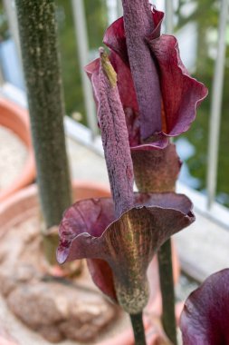 Saint Gallen, İsviçre, 24 Mart 2024 Amorphophallus Rivieri veya botanik bahçesindeki konjac bitkisi