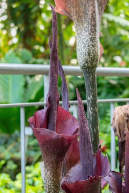 Saint Gallen, İsviçre, 24 Mart 2024 Amorphophallus Rivieri veya botanik bahçesindeki konjac bitkisi