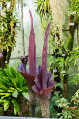 Saint Gallen, İsviçre, 24 Mart 2024 Amorphophallus Rivieri veya botanik bahçesindeki konjac bitkisi