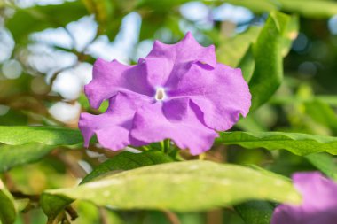 Saint Gallen, İsviçre, 24 Mart 2024 Brunfelsia Pauciflora bitkisi botanik bahçesinde