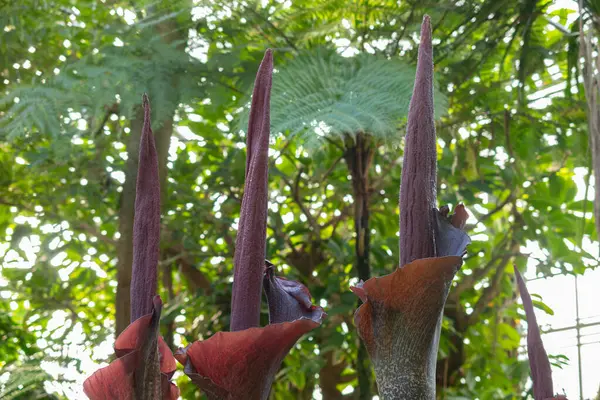 Saint Gallen, İsviçre, 24 Mart 2024 Amorphophallus Rivieri veya botanik bahçesindeki konjac bitkisi