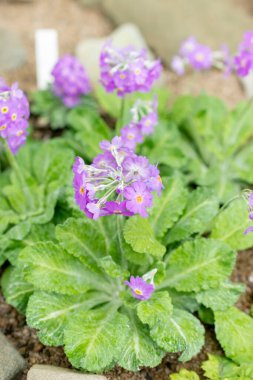 Saint Gallen, İsviçre, 24 Mart 2024 Primula Frondosa veya botanik bahçesindeki yapraklı çiçekleri