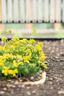 Saint Gallen, İsviçre, 24 Mart 2024 Draba Lasiocarpa bitkisi botanik bahçesinde.