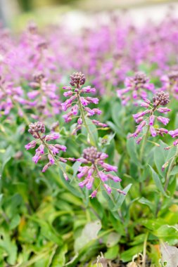 Saint Gallen, İsviçre, 24 Mart 2024 Thlaspi Bulbosum bitkisi botanik bahçesinde