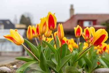 Saint Gallen, İsviçre, 24 Mart 2024 Tulipa Kaufmanniana botanik bahçesindeki çiçekler