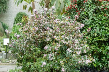 Saint Gallen, İsviçre, 24 Mart 2024 Daphne Tangutica Bitkisi Botanik Bahçesinde