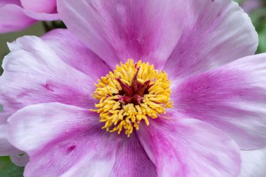 Saint Gallen, İsviçre, 24 Mart 2024 Paeonia Kambessedesii veya botanik bahçesindeki balkulak şakayığı bitkisi