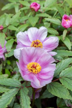 Saint Gallen, İsviçre, 24 Mart 2024 Paeonia Kambessedesii veya botanik bahçesindeki balkulak şakayığı bitkisi