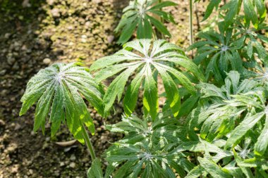 Saint Gallen, İsviçre, 24 Mart 2024 Syneilesis Palmata veya botanik bahçesindeki palmat şemsiye fabrikası