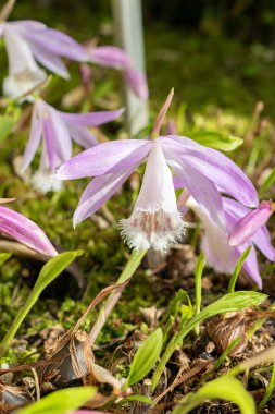 Saint Gallen, İsviçre, 24 Mart 2024 Pleione Formosana veya botanik bahçesindeki Tayvan pleione çiçekleri