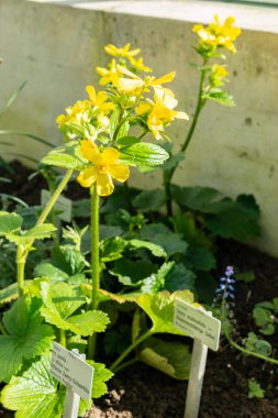 Saint Gallen, İsviçre, 24 Mart 2024 Ranunculus Cortisifolius veya botanik bahçesindeki ayçiçeği.