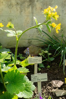 Saint Gallen, İsviçre, 24 Mart 2024 Ranunculus Cortisifolius veya botanik bahçesindeki ayçiçeği.