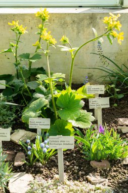 Saint Gallen, İsviçre, 24 Mart 2024 Ranunculus Cortisifolius veya botanik bahçesindeki ayçiçeği.