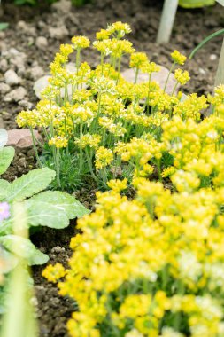 Saint Gallen, İsviçre, 24 Mart 2024 Draba Parnassica botanik bahçesindeki çiçekler