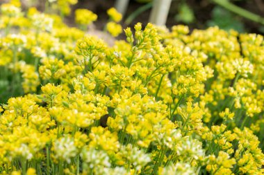 Saint Gallen, İsviçre, 24 Mart 2024 Draba Parnassica botanik bahçesindeki çiçekler