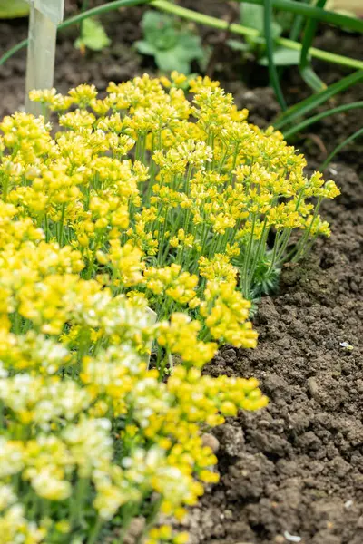 Saint Gallen, İsviçre, 24 Mart 2024 Draba Parnassica botanik bahçesindeki çiçekler
