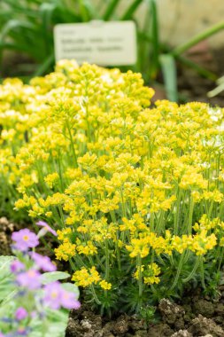 Saint Gallen, İsviçre, 24 Mart 2024 Draba Parnassica botanik bahçesindeki çiçekler
