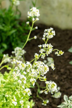 Saint Gallen, İsviçre, 24 Mart 2024 Schivereckia Podolica botanik bahçesindeki çiçekler