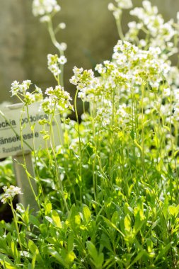 Saint Gallen, İsviçre, 24 Mart 2024 Schivereckia Podolica botanik bahçesindeki çiçekler