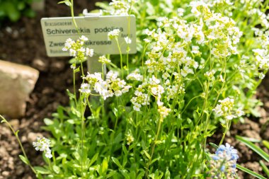 Saint Gallen, İsviçre, 24 Mart 2024 Schivereckia Podolica botanik bahçesindeki çiçekler