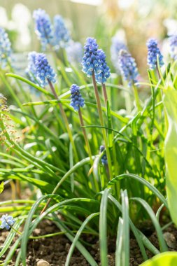 Saint Gallen, İsviçre, 24 Mart 2024 Muscari Botryoides veya botanik bahçesindeki üzüm sümbülü çiçekleri