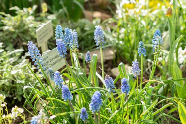 Saint Gallen, İsviçre, 24 Mart 2024 Muscari Botryoides veya botanik bahçesindeki üzüm sümbülü çiçekleri