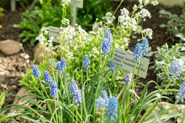 Saint Gallen, İsviçre, 24 Mart 2024 Muscari Botryoides veya botanik bahçesindeki üzüm sümbülü çiçekleri