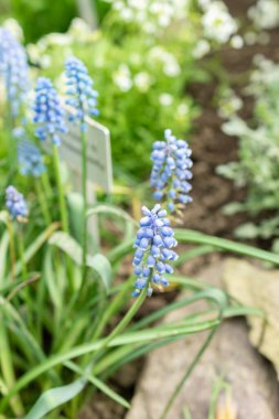 Saint Gallen, İsviçre, 24 Mart 2024 Muscari Botryoides veya botanik bahçesindeki üzüm sümbülü çiçekleri