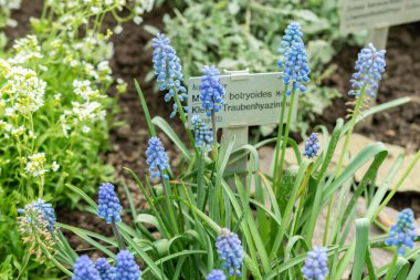 Saint Gallen, İsviçre, 24 Mart 2024 Muscari Botryoides veya botanik bahçesindeki üzüm sümbülü çiçekleri