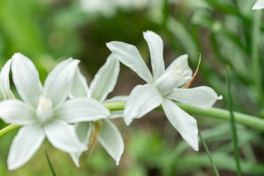 Saint Gallen, İsviçre, 24 Mart 2024 Ornithogalum Nutans veya botanik bahçesindeki Bethlehem çiçeklerinin sarkık yıldızı
