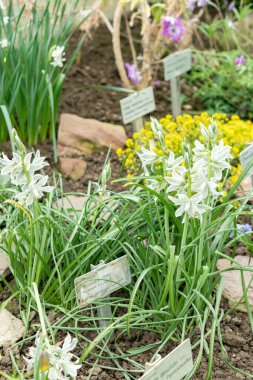 Saint Gallen, İsviçre, 24 Mart 2024 Ornithogalum Nutans veya botanik bahçesindeki Bethlehem çiçeklerinin sarkık yıldızı