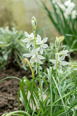 Saint Gallen, İsviçre, 24 Mart 2024 Ornithogalum Nutans veya botanik bahçesindeki Bethlehem çiçeklerinin sarkık yıldızı