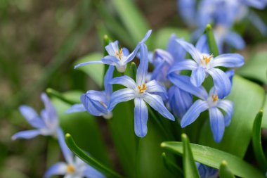 Saint Gallen, İsviçre, 24 Mart 2024 Chionodoxa Luciliae veya botanik bahçesindeki kar bitkisinin zaferi