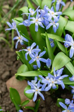 Saint Gallen, İsviçre, 24 Mart 2024 Chionodoxa Luciliae veya botanik bahçesindeki kar bitkisinin zaferi