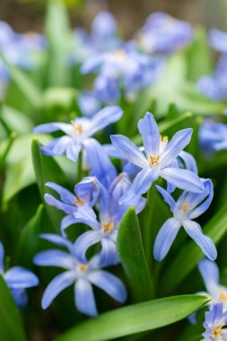 Saint Gallen, İsviçre, 24 Mart 2024 Chionodoxa Luciliae veya botanik bahçesindeki kar bitkisinin zaferi