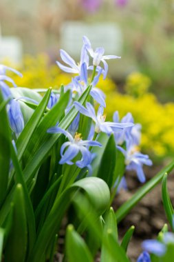 Saint Gallen, Switzerland, March 24, 2024 Chionodoxa Luciliae or luciles glory of the snow plant at the botanical garden clipart