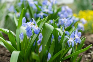 Saint Gallen, Switzerland, March 24, 2024 Chionodoxa Luciliae or luciles glory of the snow plant at the botanical garden clipart