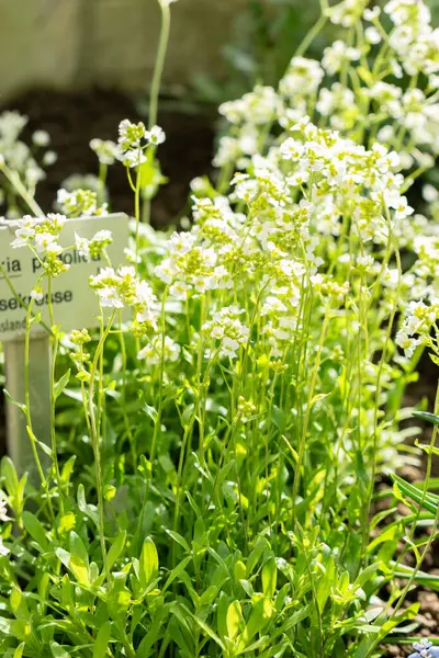 Saint Gallen, İsviçre, 24 Mart 2024 Schivereckia Podolica botanik bahçesindeki çiçekler