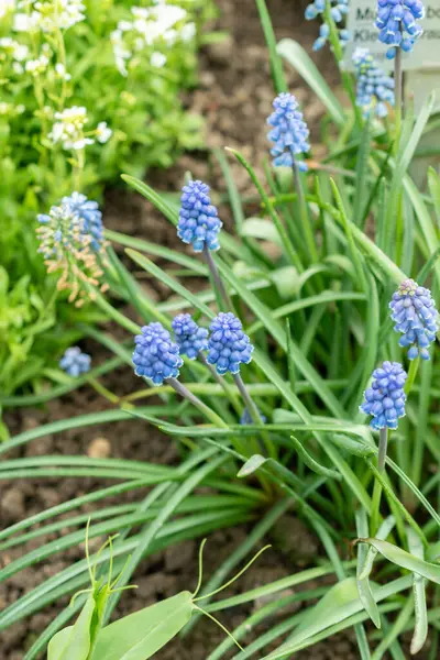 Saint Gallen, İsviçre, 24 Mart 2024 Muscari Botryoides veya botanik bahçesindeki üzüm sümbülü çiçekleri