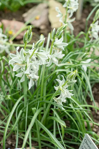 Saint Gallen, İsviçre, 24 Mart 2024 Ornithogalum Nutans veya botanik bahçesindeki Bethlehem çiçeklerinin sarkık yıldızı