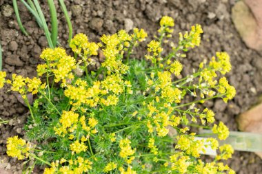 Saint Gallen, İsviçre, 24 Mart 2024 Draba Lasiocarpa çiçekleri botanik bahçesinde