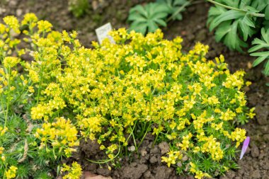Saint Gallen, İsviçre, 24 Mart 2024 Draba Lasiocarpa çiçekleri botanik bahçesinde